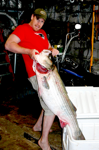 Striped Bass Catch Possible World Record